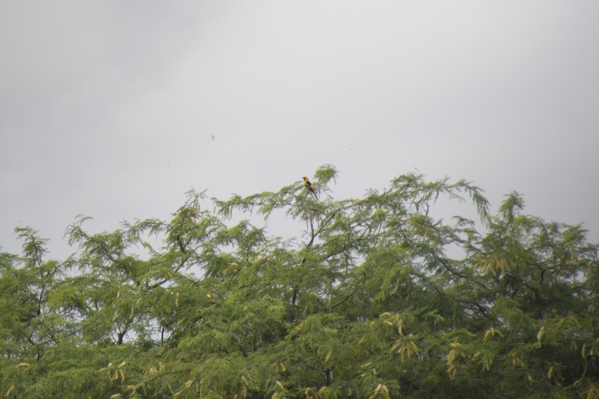 White-edged Oriole - ML621990204