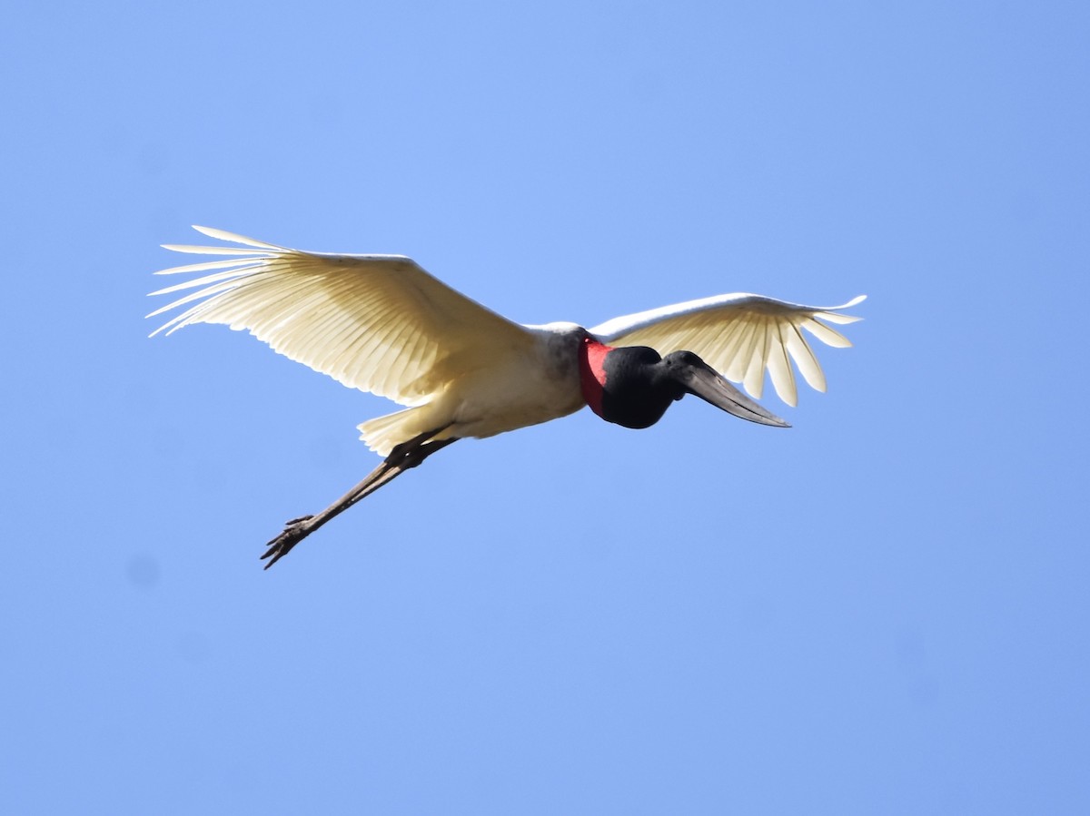 Jabiru - ML621990240