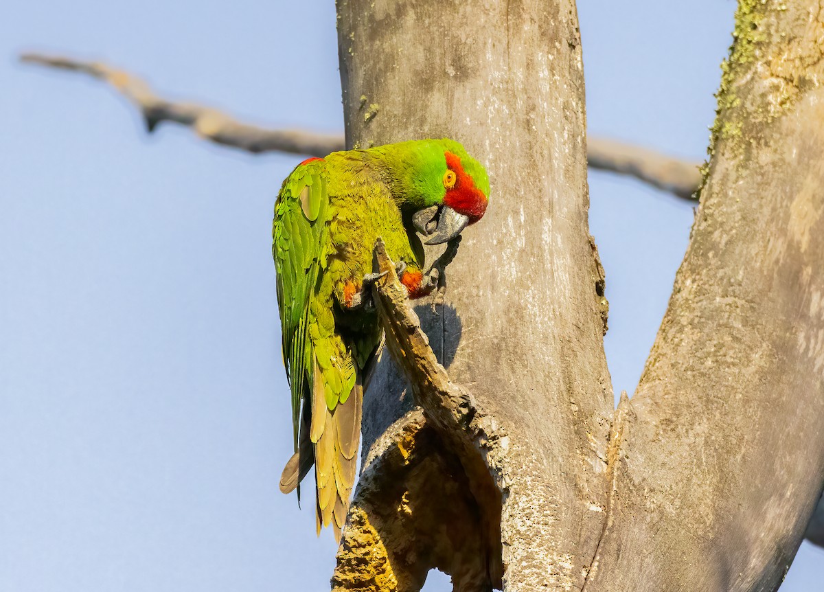 Thick-billed Parrot - ML621990247