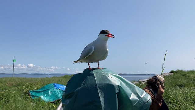 Common Tern - ML621990329