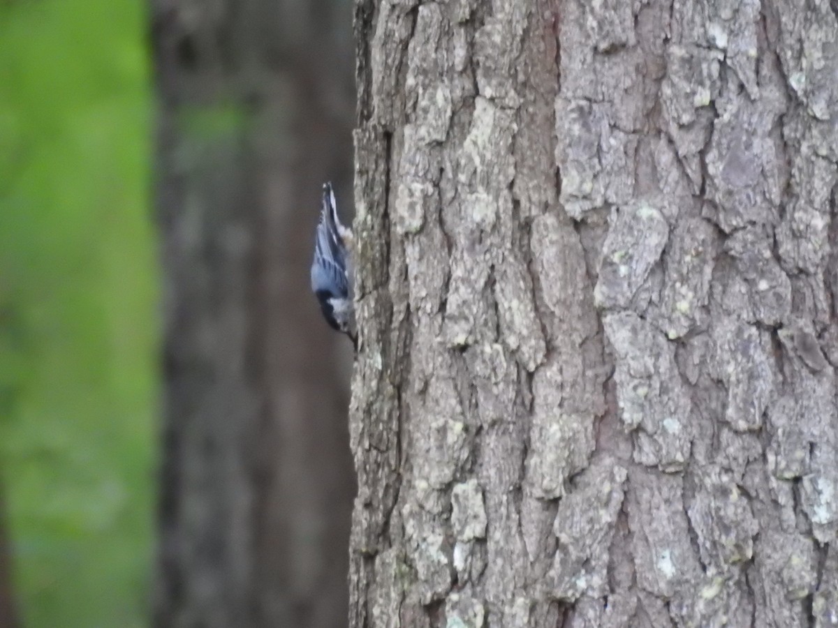 White-breasted Nuthatch - ML621990353