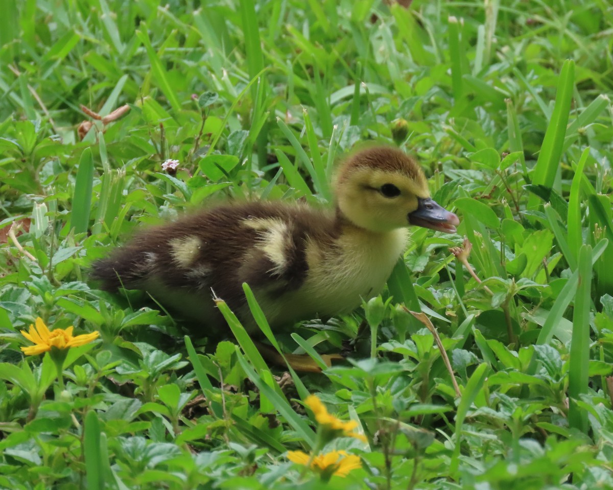 Muscovy Duck (Domestic type) - ML621990611