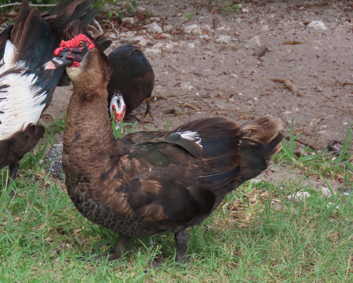 Muscovy Duck (Domestic type) - ML621990631