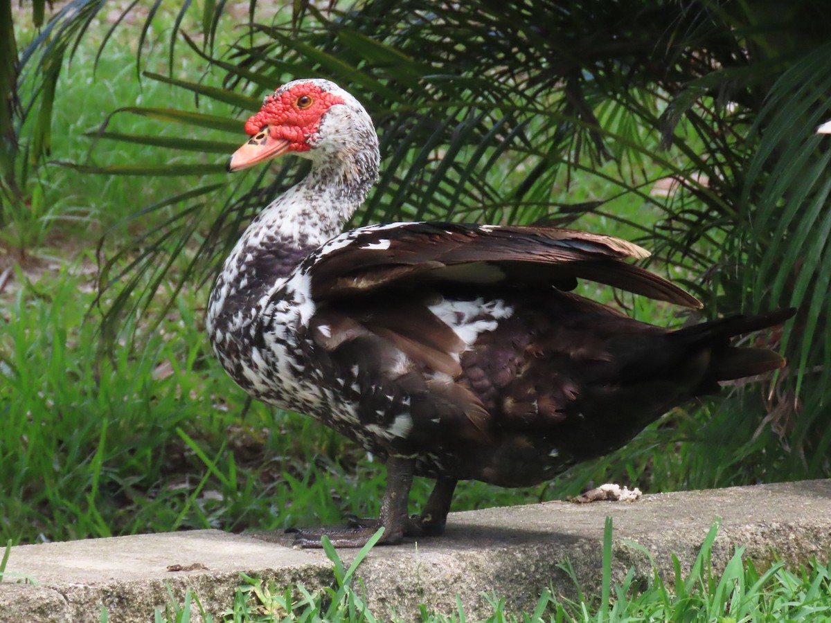 Muscovy Duck (Domestic type) - ML621990632
