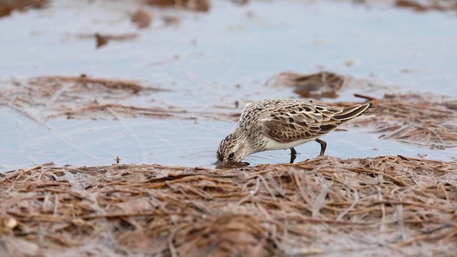 Semipalmated Sandpiper - ML621990649