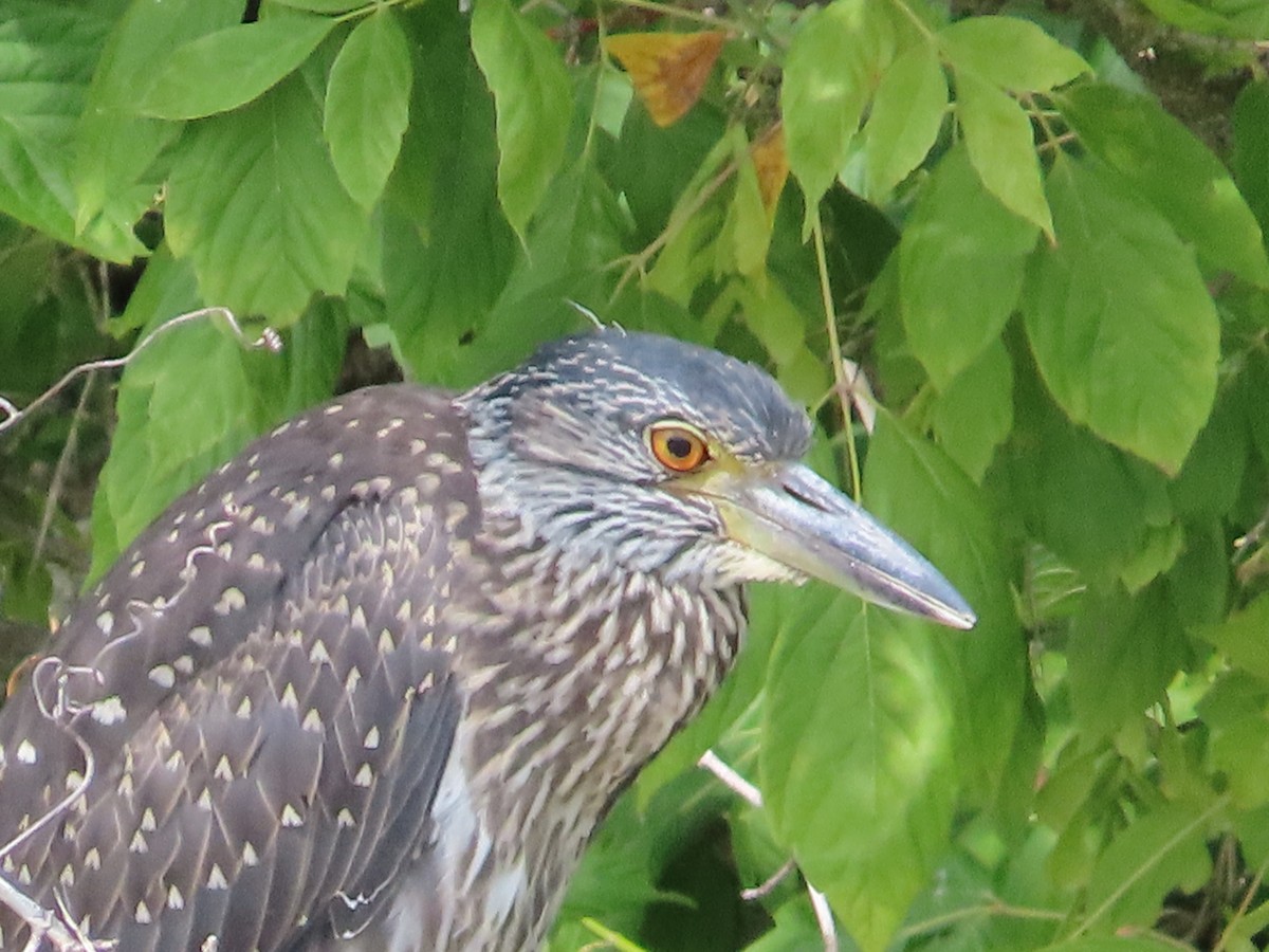 Yellow-crowned Night Heron - ML621990690