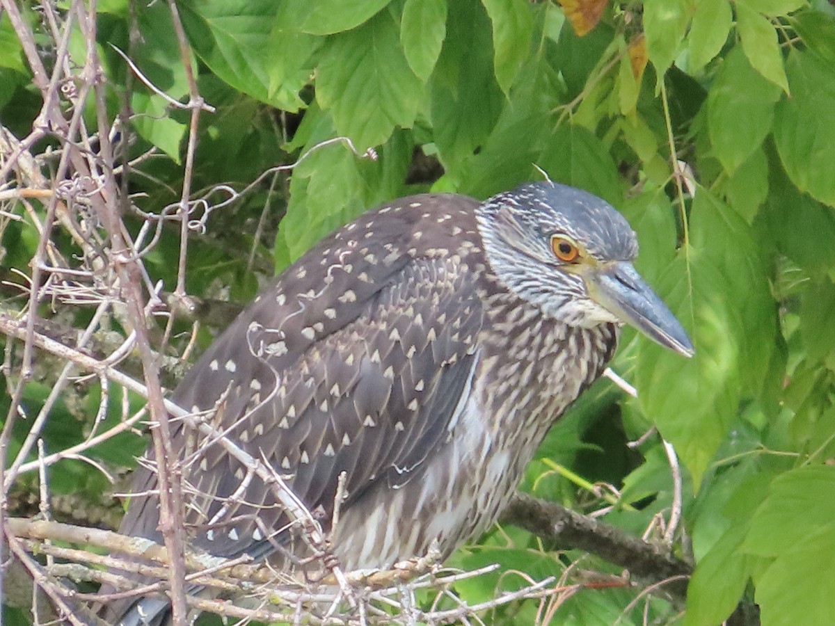 Yellow-crowned Night Heron - ML621990693