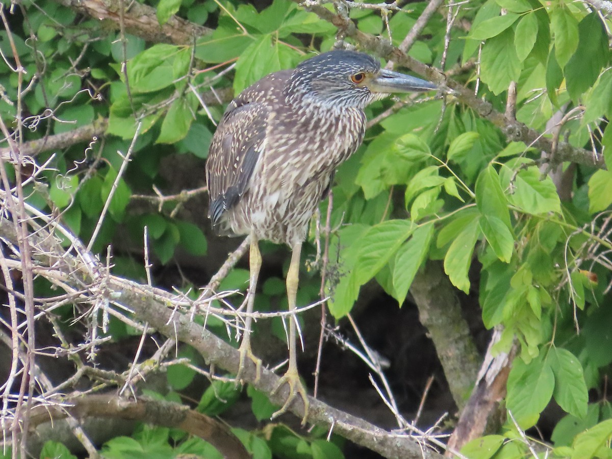 Yellow-crowned Night Heron - ML621990694