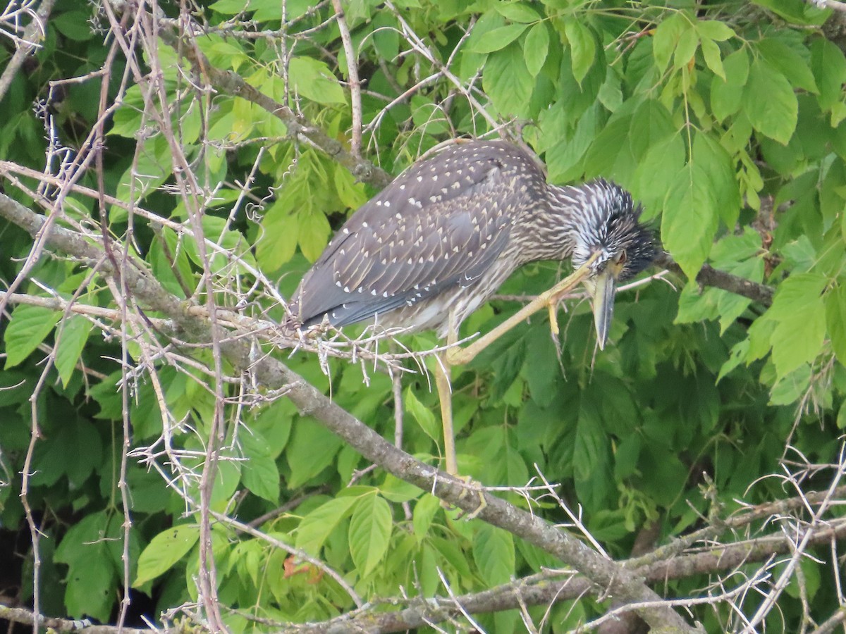 Yellow-crowned Night Heron - ML621990696