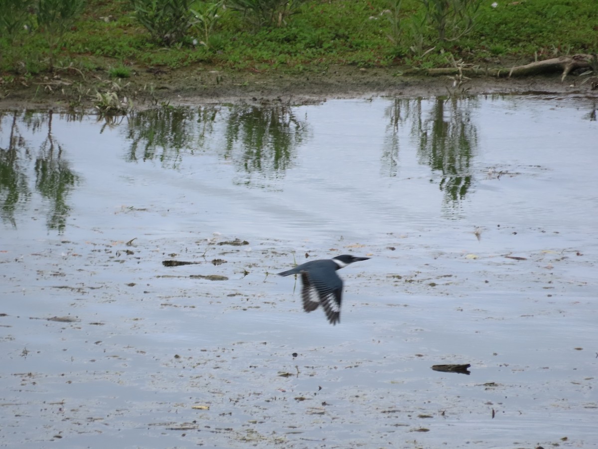 Belted Kingfisher - ML621990740