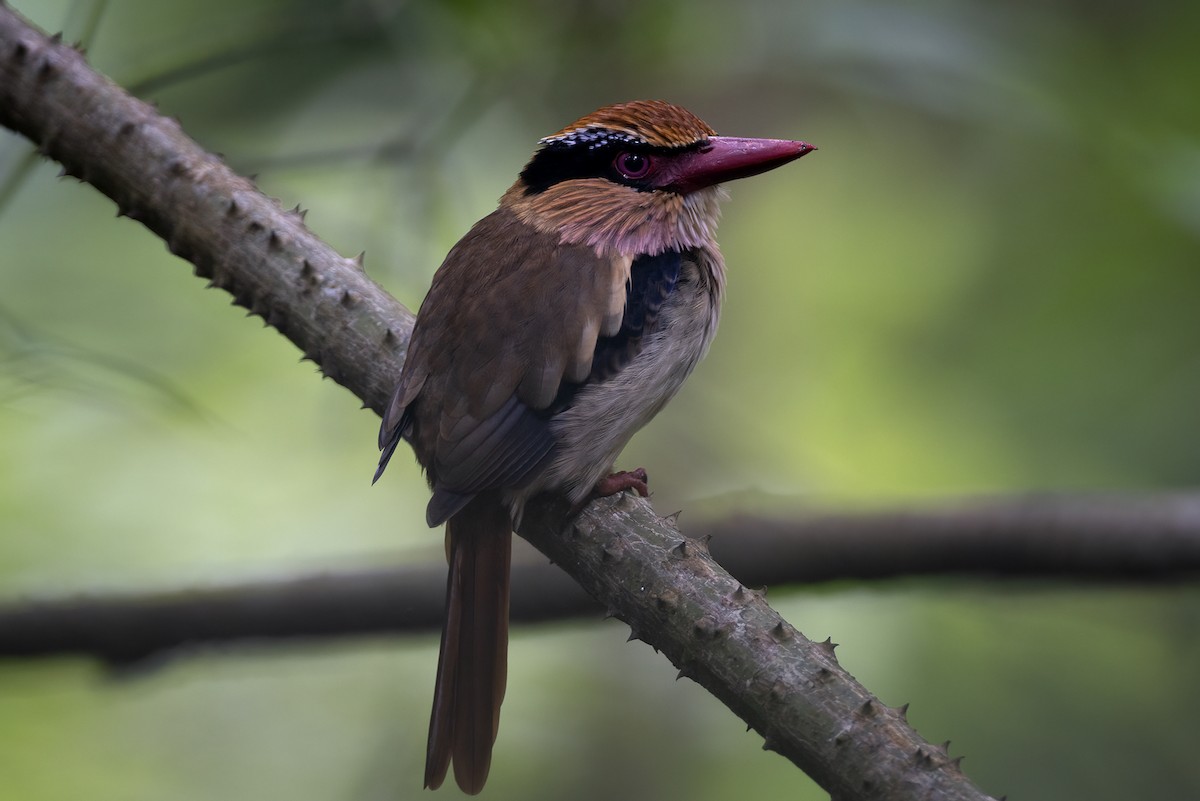 Sulawesi Lilac Kingfisher - ML621990760