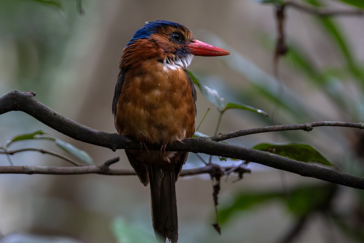 Green-backed Kingfisher (Blue-headed) - ML621990773