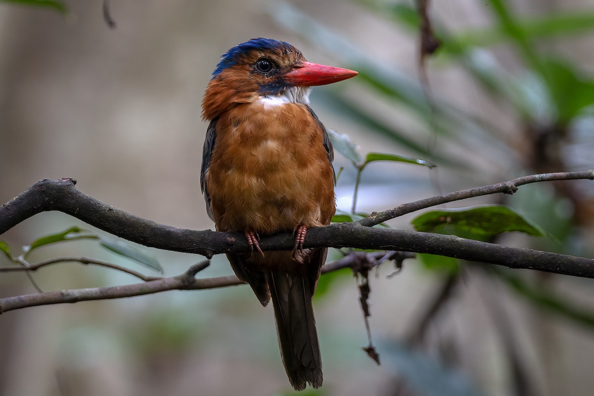 Green-backed Kingfisher (Blue-headed) - ML621990774