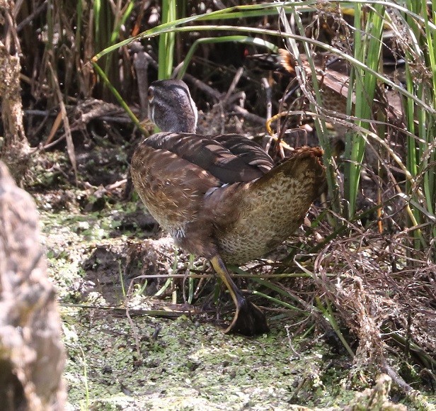 Canard branchu - ML621990781