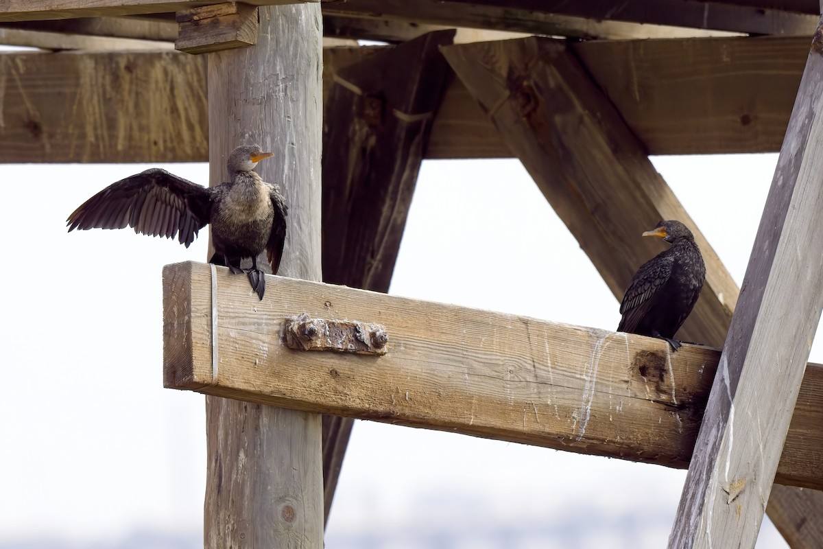 Crowned Cormorant - ML621990920