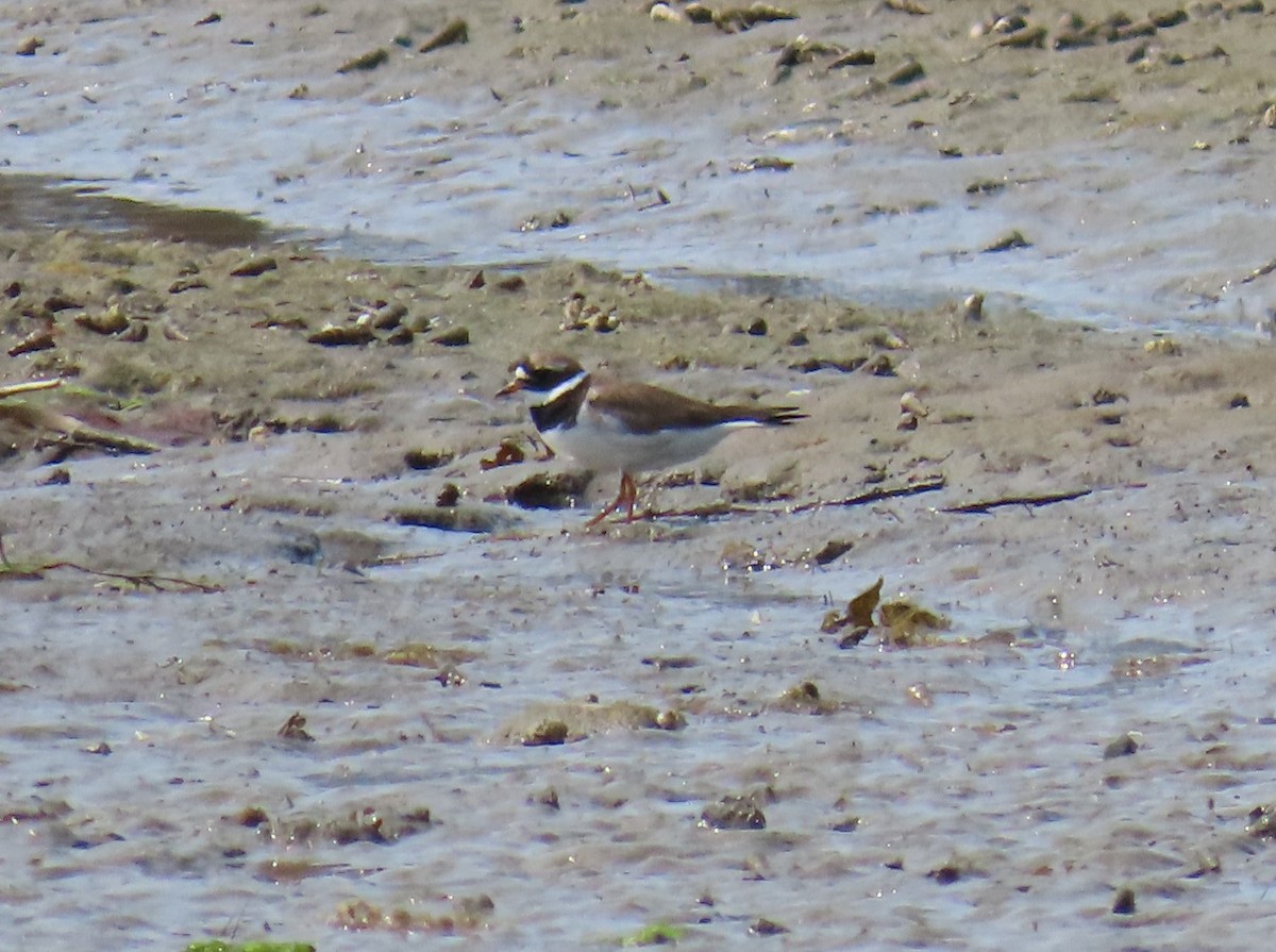 Txirritxo handia - ML621991113