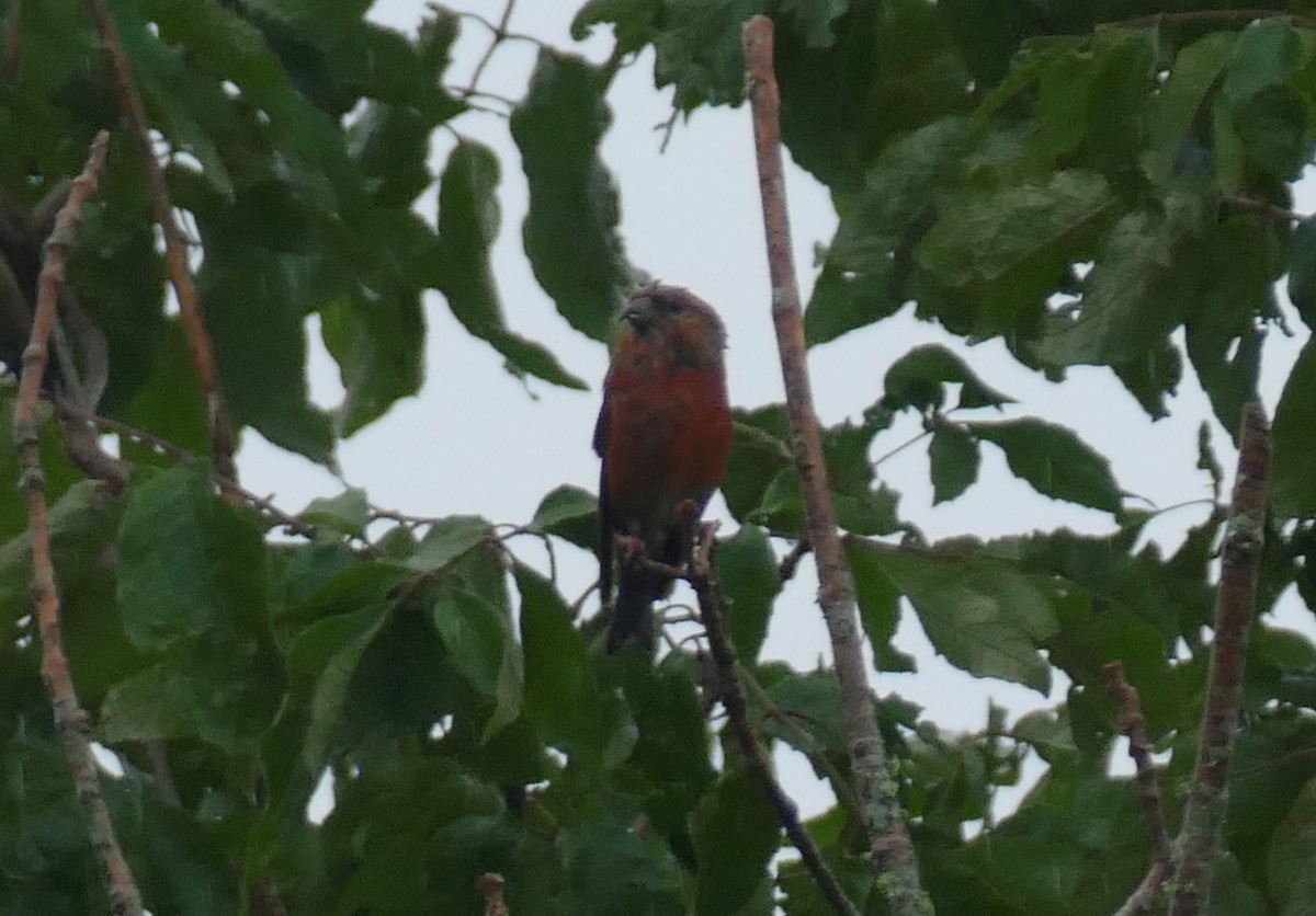 Red Crossbill (Appalachian or type 1) - ML621991115