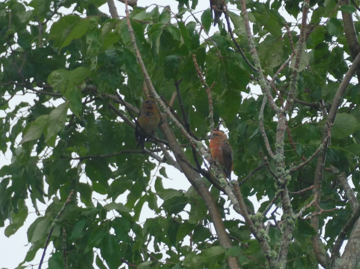 Red Crossbill (Appalachian or type 1) - ML621991143