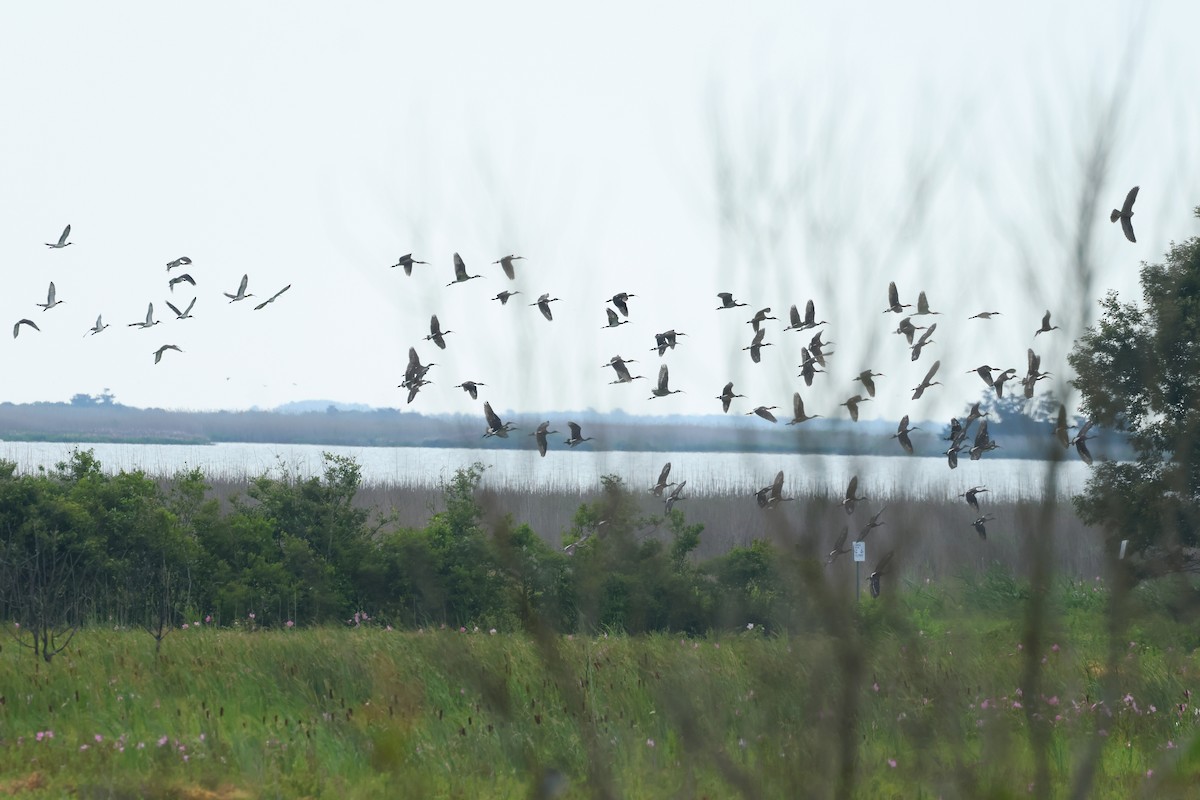 White Ibis - ML621991168