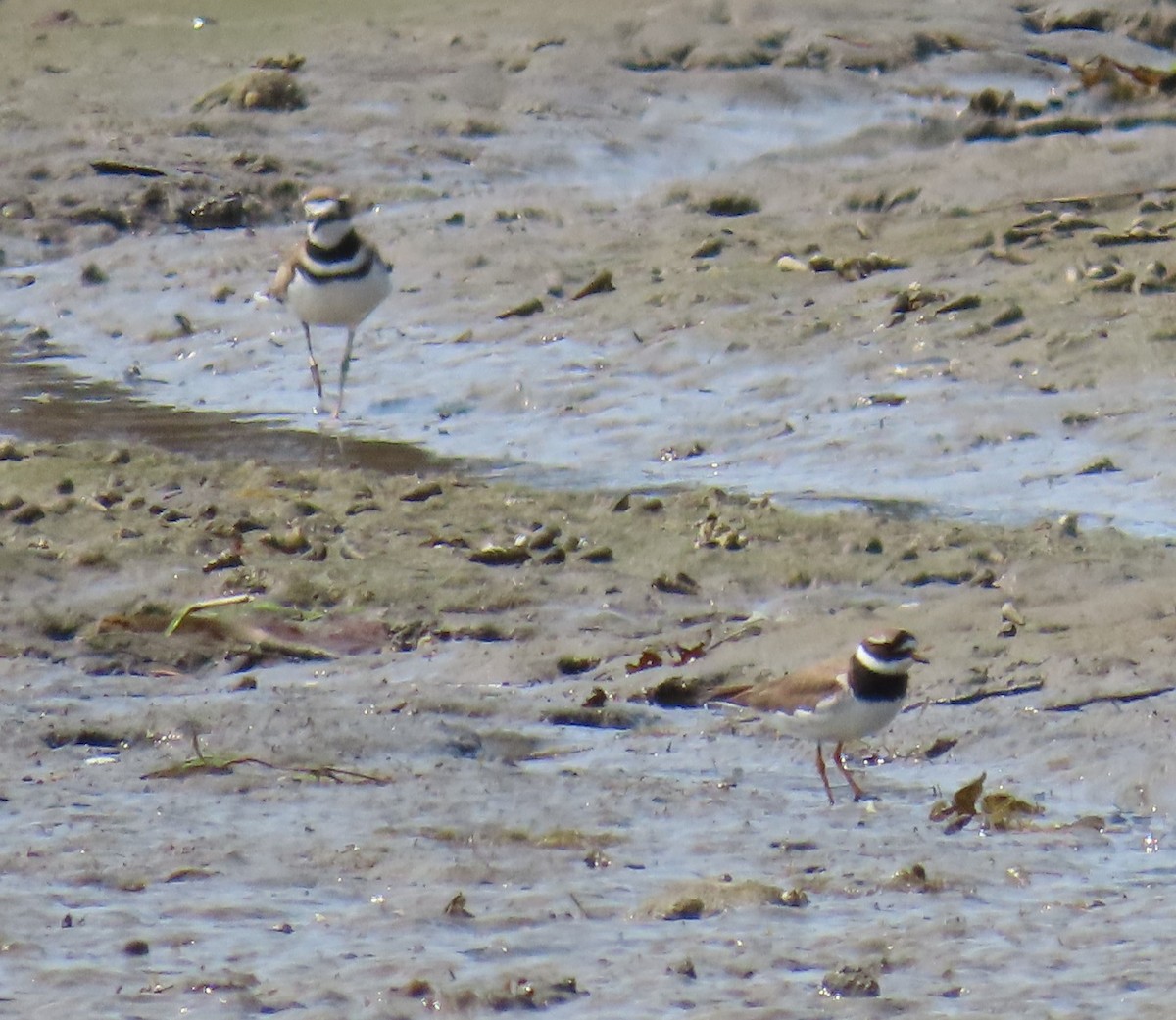 Txirritxo handia - ML621991189