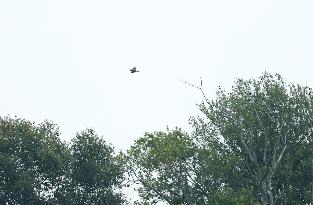 Northern Harrier - ML621991234