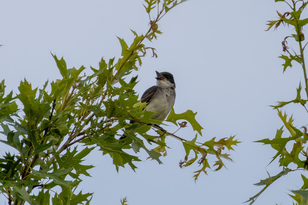 Eastern Kingbird - ML621991317