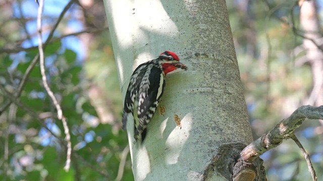 Red-naped Sapsucker - ML621991318