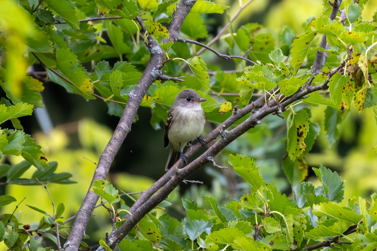 Willow Flycatcher - ML621991329