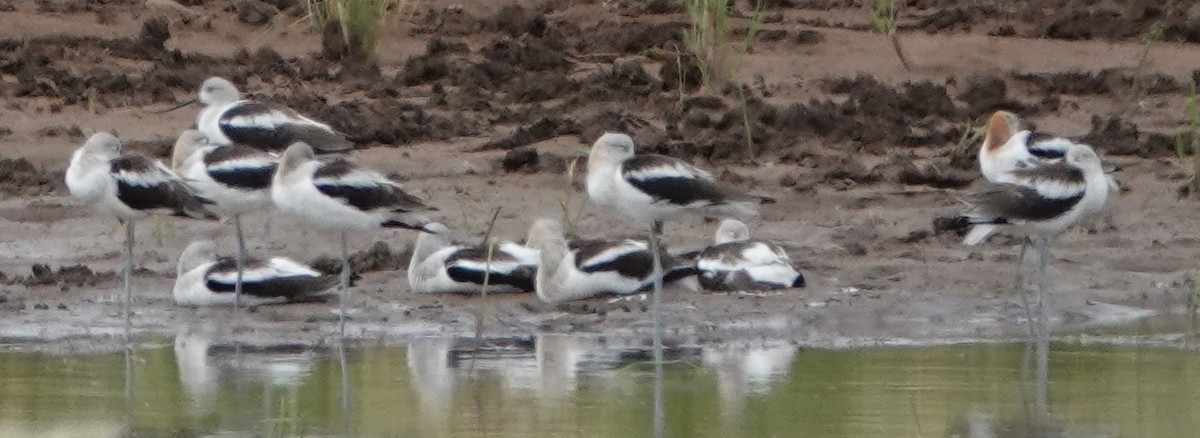 Avocette d'Amérique - ML621991332