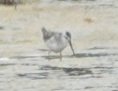 Phalarope de Wilson - ML621991337