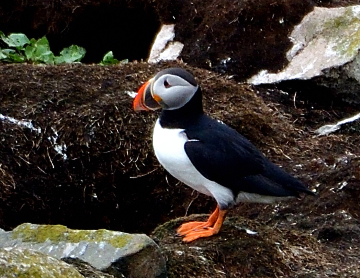 Atlantic Puffin - ML621991340