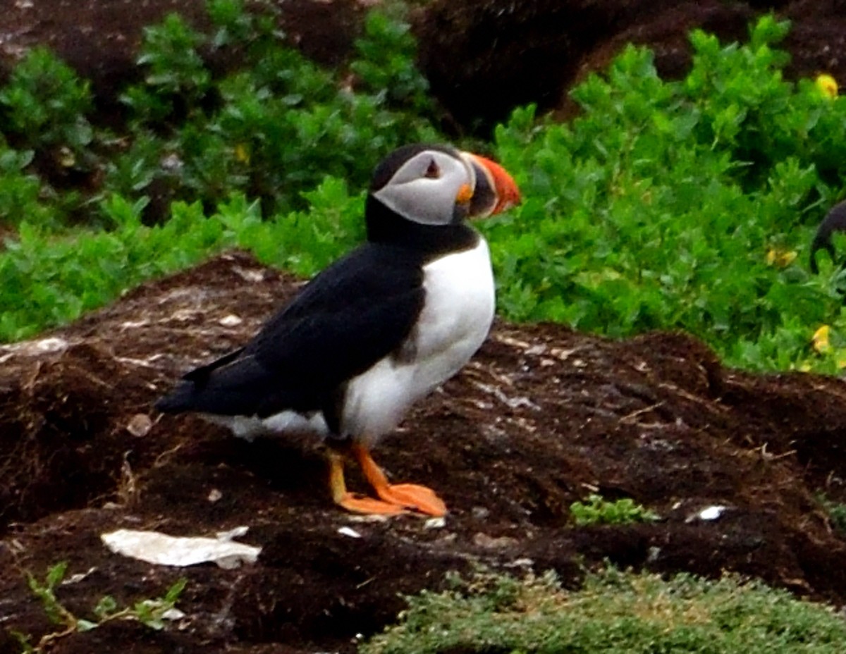 Atlantic Puffin - ML621991341