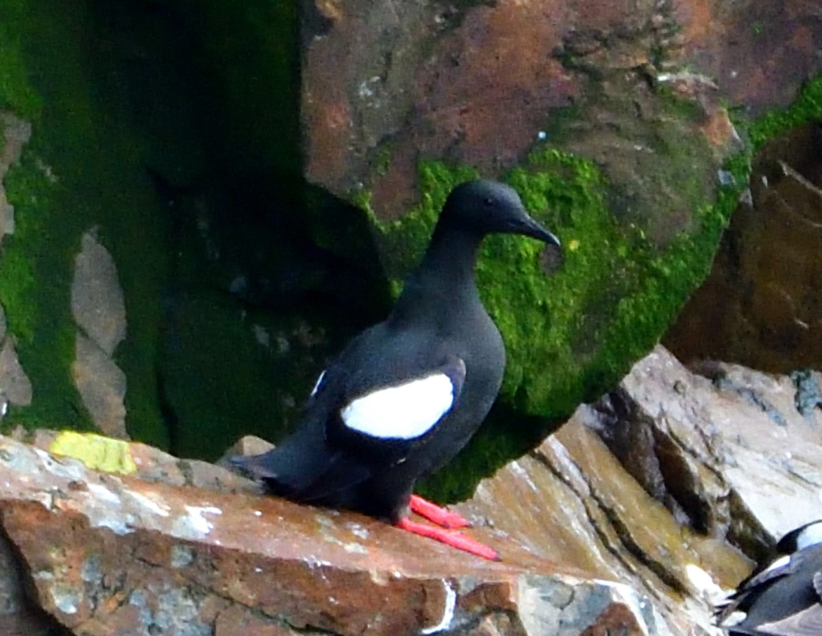 Black Guillemot - Christine Hough