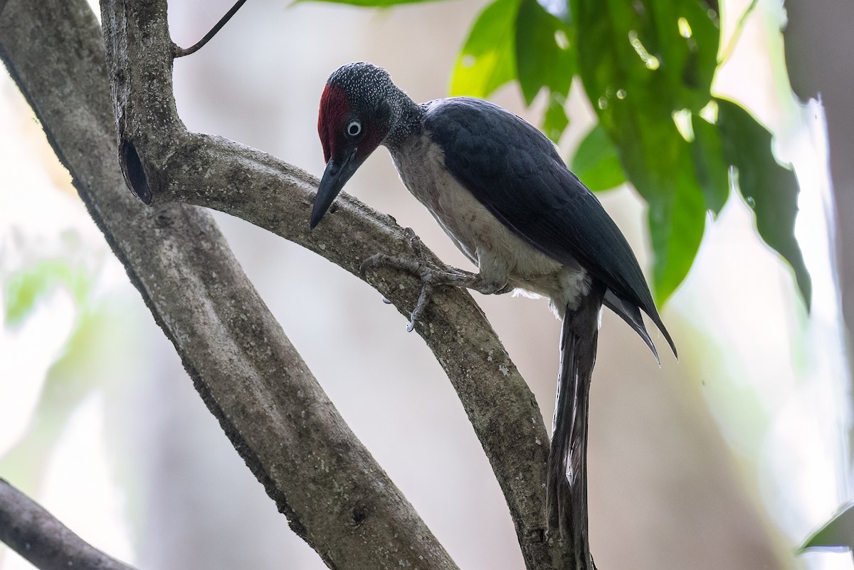 Ashy Woodpecker - ML621991361