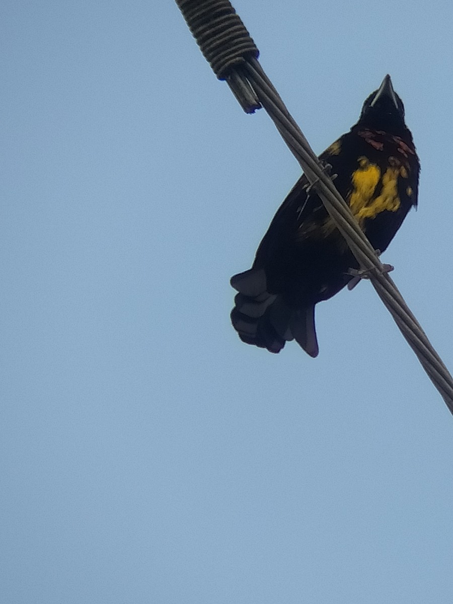 Flame-rumped Tanager (Flame-rumped) - ML621991384