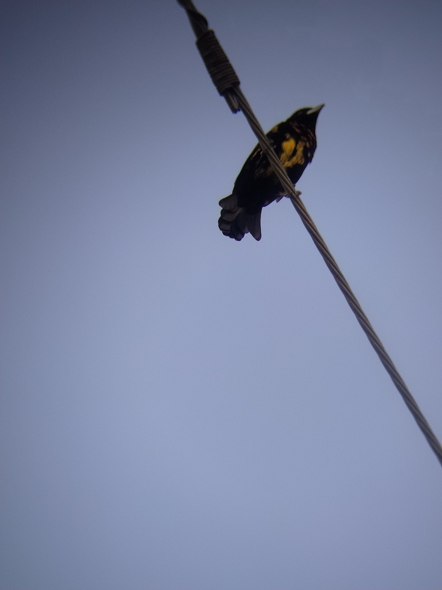 Flame-rumped Tanager (Flame-rumped) - ML621991385