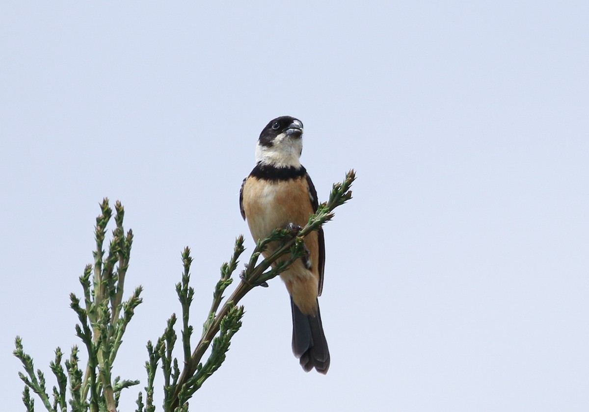 Cinnamon-rumped Seedeater - ML621991426