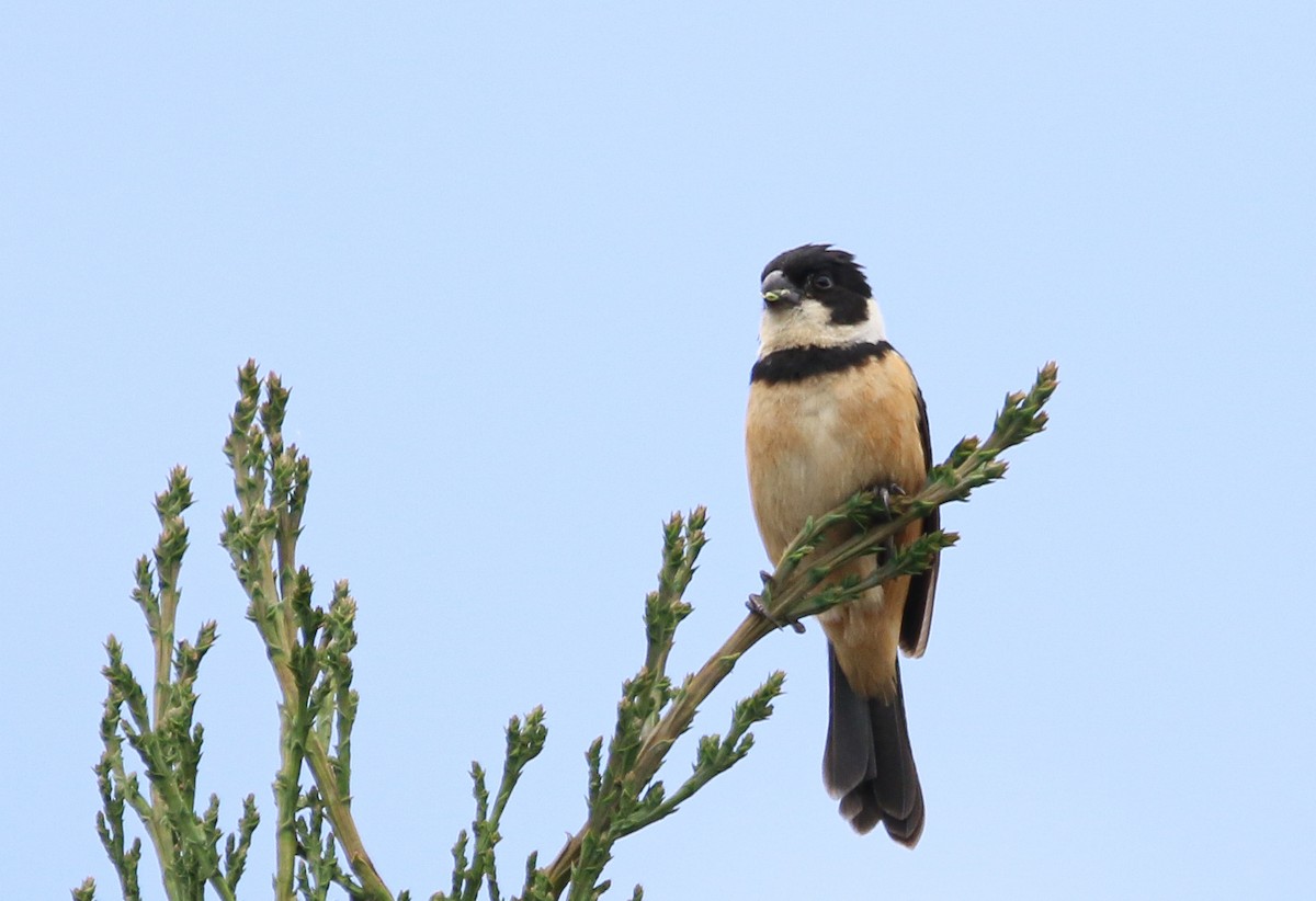 Cinnamon-rumped Seedeater - ML621991486