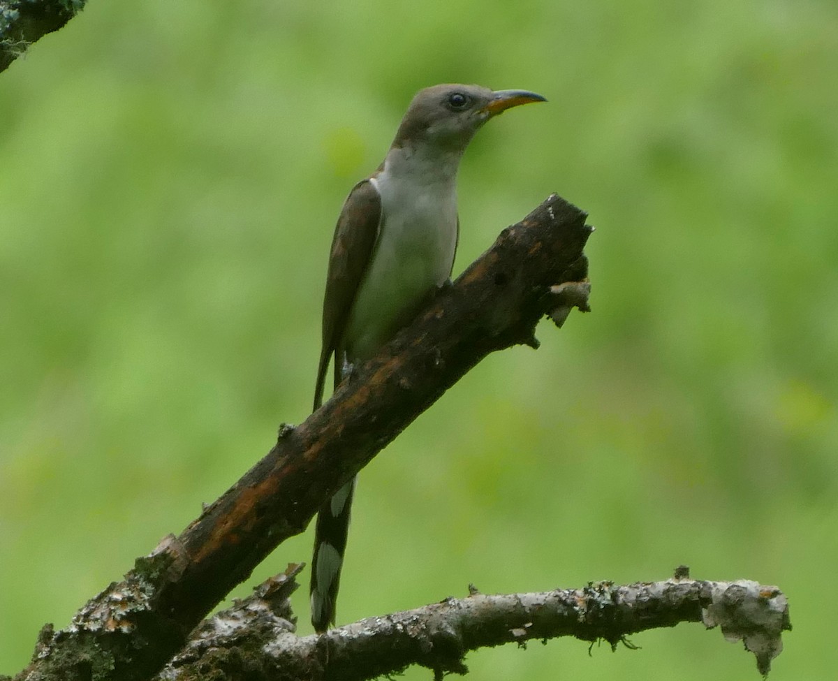 Yellow-billed Cuckoo - ML621991495