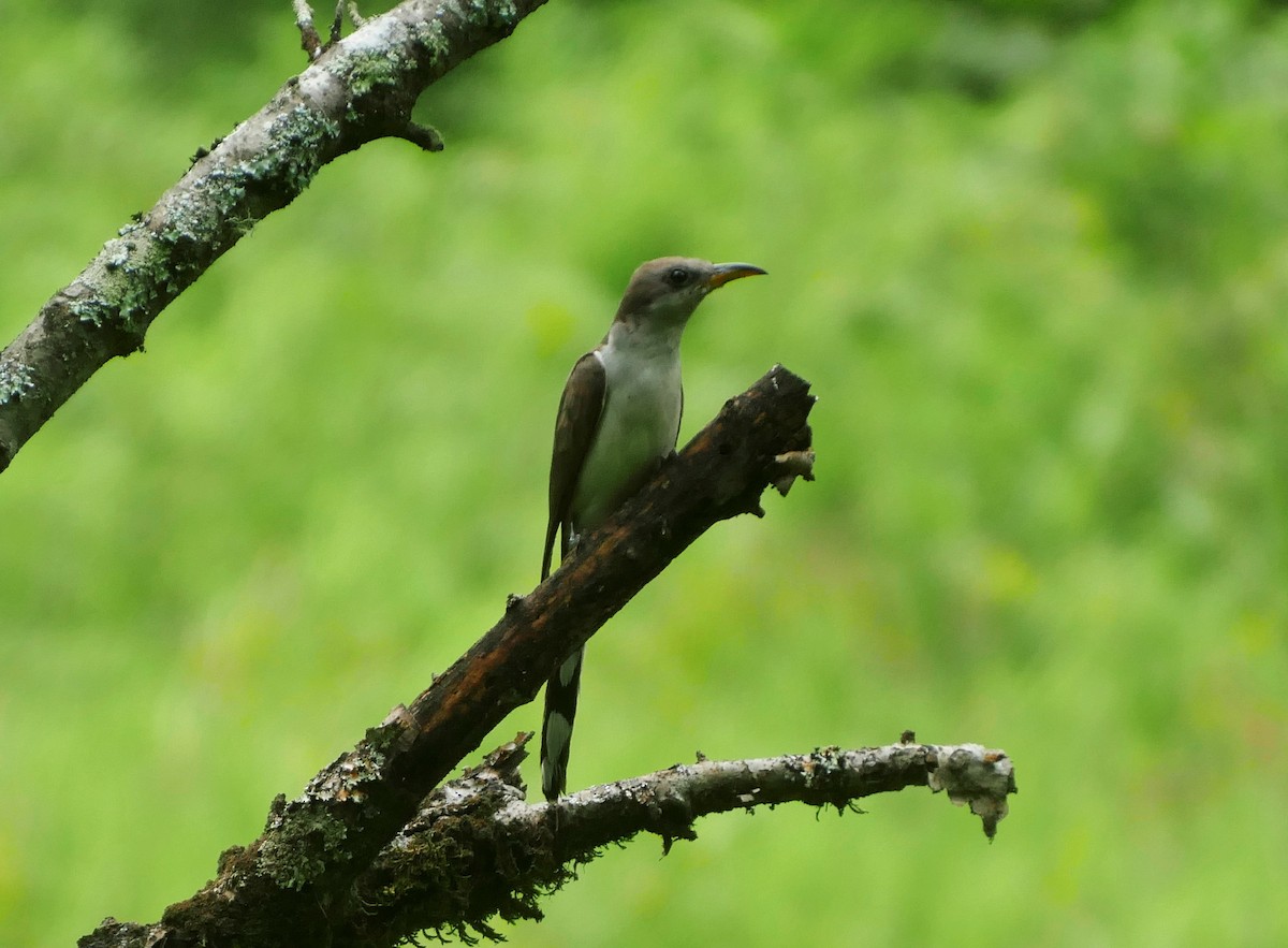 Yellow-billed Cuckoo - ML621991514