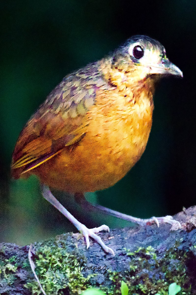 Scaled Antpitta - ML621991567