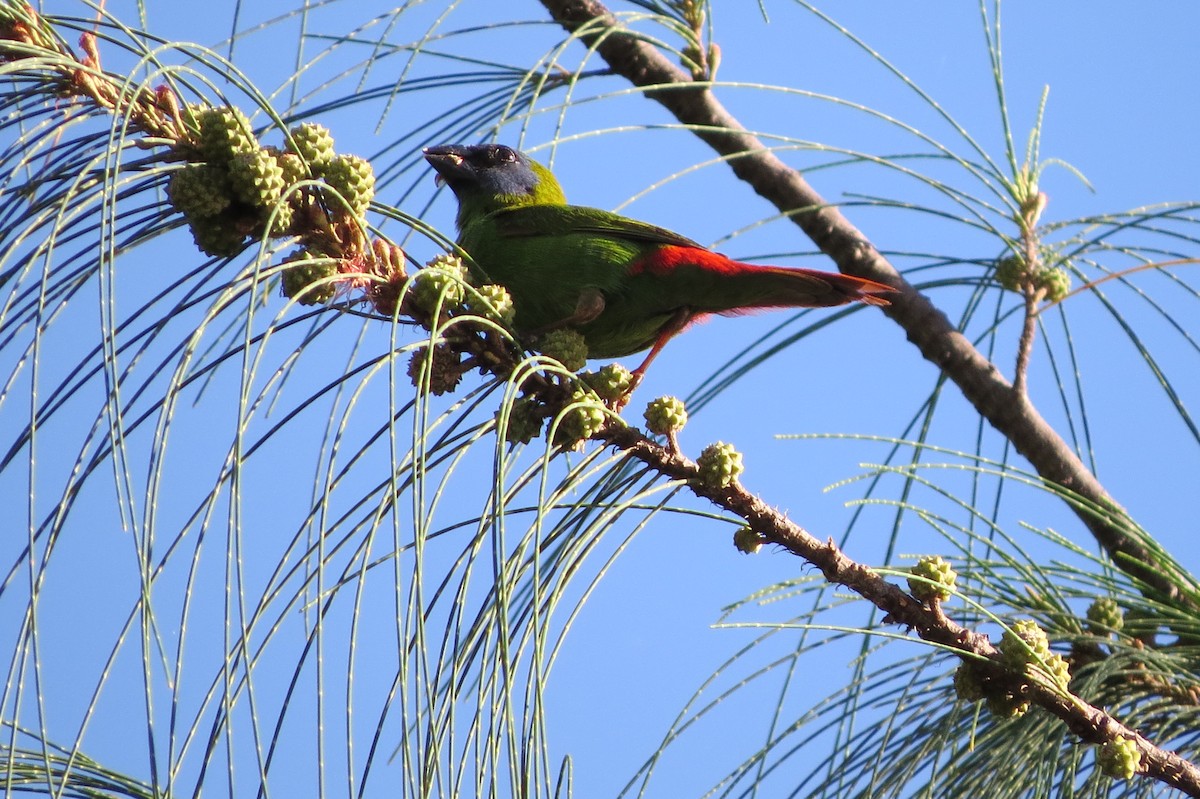 Blue-faced Parrotfinch - ML621991575