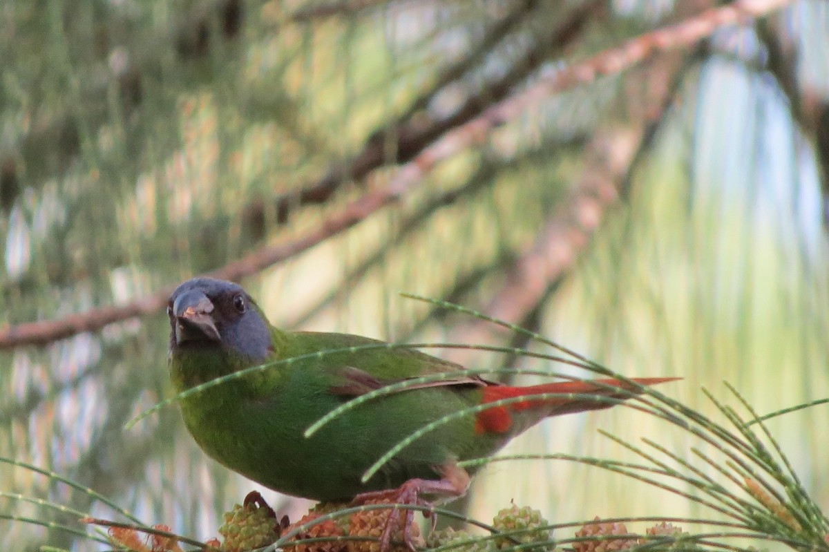 Blue-faced Parrotfinch - ML621991576