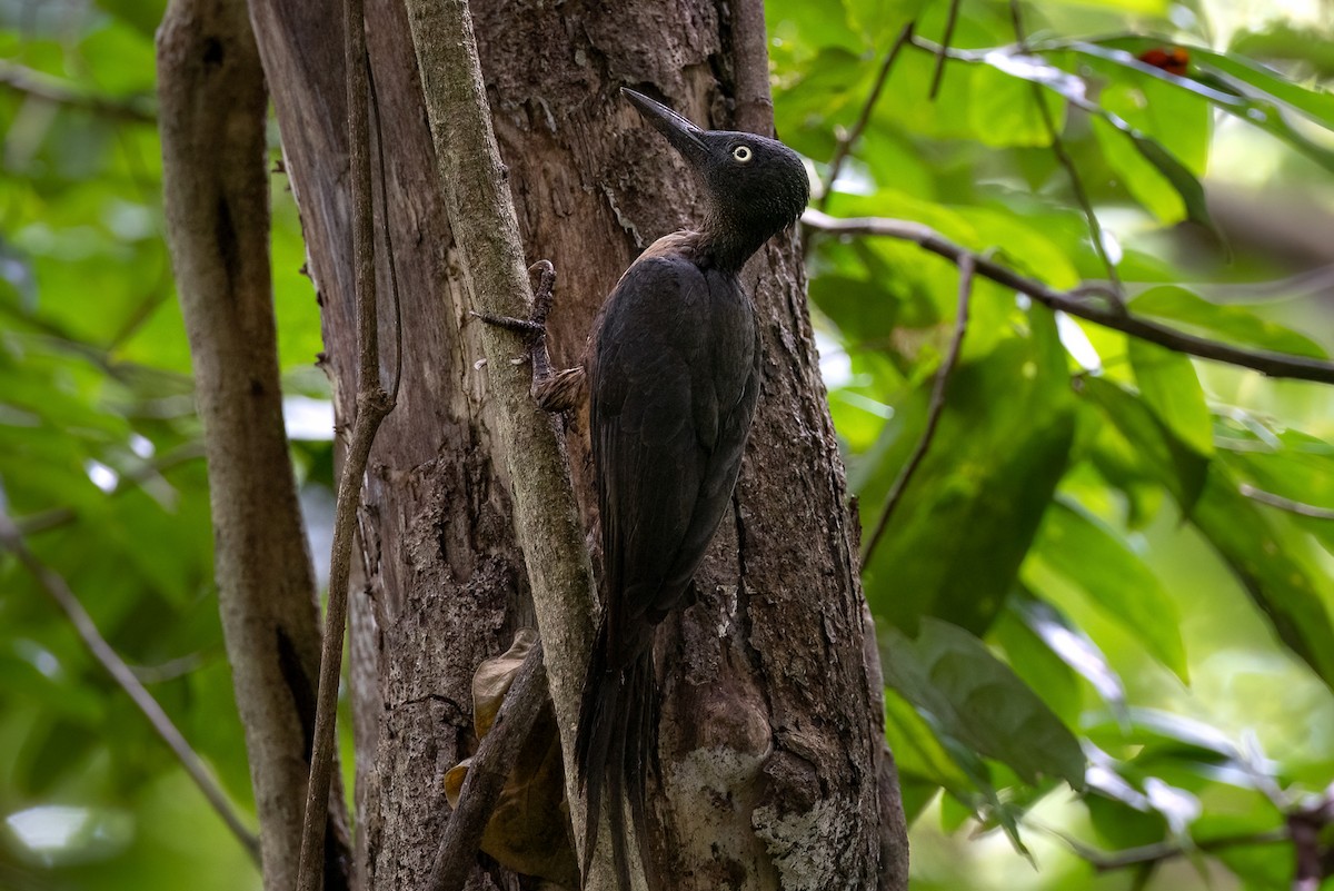 Ashy Woodpecker - ML621991613