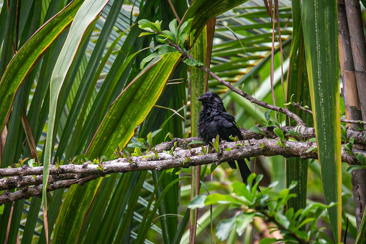 Groove-billed Ani - ML621991666