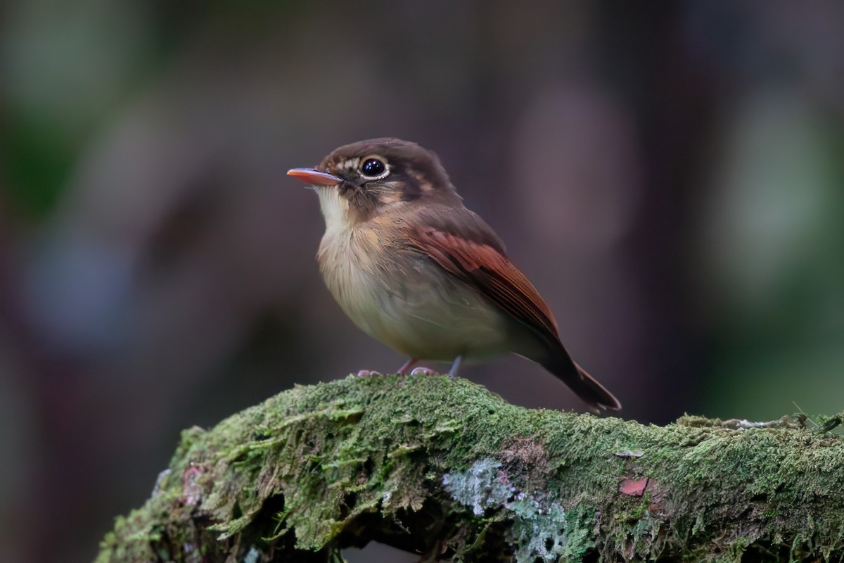 Russet-winged Spadebill - ML621991743