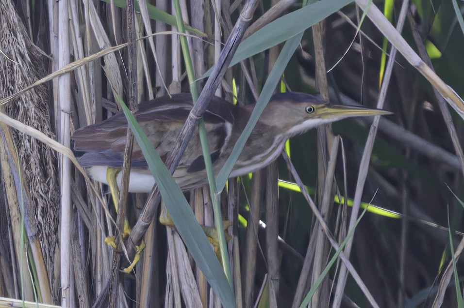 Least Bittern - ML621991757