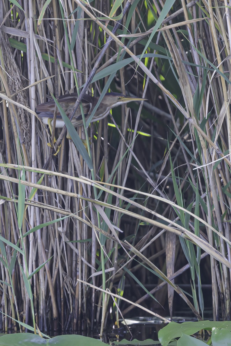 Least Bittern - ML621991758