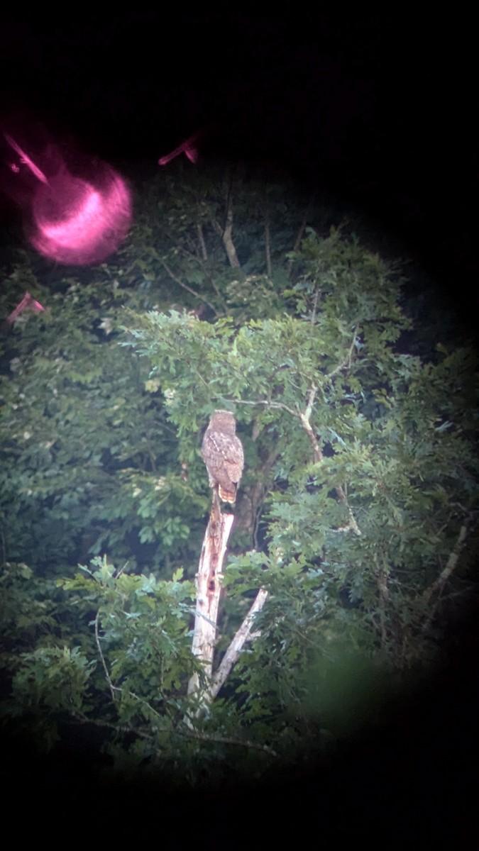 Great Horned Owl - ML621991794