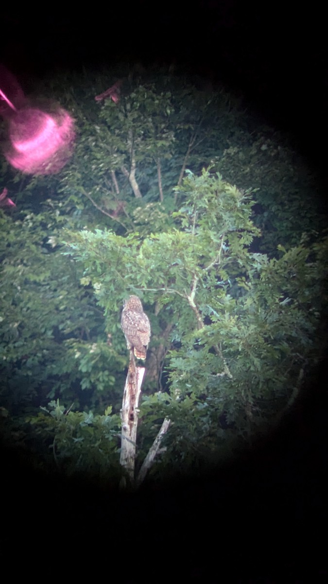 Great Horned Owl - Brian Schmoke